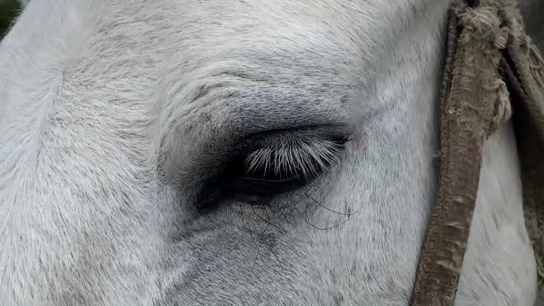 Vita Hästar Blinkar Blundar För Irriterande Flugor Extrem Närbild — Stockvideo