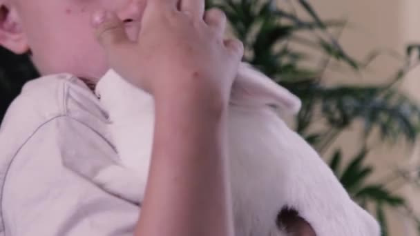 Маленький Хлопчик Ударив Білого Пухнастого Кролика Спирається Плече — стокове відео