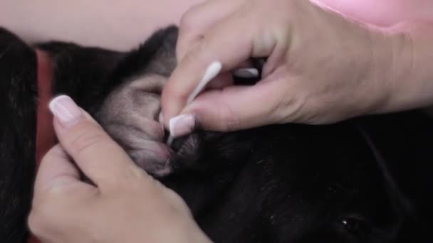 Woman Hands Clean Ears Domestic Dog Using Cotton Swab — Stock Video