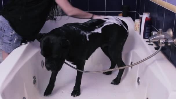 Kvinna Tvättar Svart Tamhund Vitt Badkar Hemma Ägaren Sprider Schampo — Stockvideo