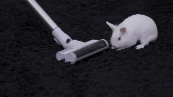掃除機でアパートを掃除する 白いウサギが黒いカーペットの上をジャンプする — ストック動画
