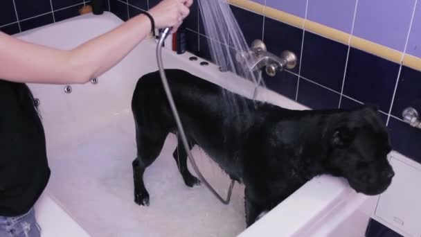 Woman Washing Black Big Dog Shampoo Jacuzzi — Stockvideo