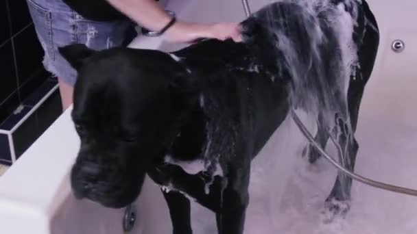 Woman Washes Black Domestic Dog White Bathtub Home Owner Spreads — Stockvideo