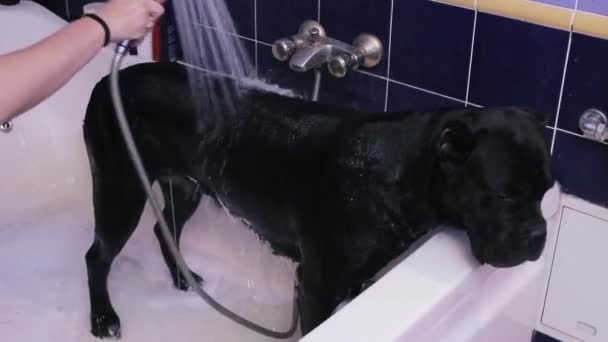 Mujer Lava Perro Doméstico Negro Bañera Blanca Casa Propietario Esparce — Vídeos de Stock