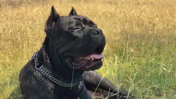 Красива Чорна Велика Собака Лежить Траві Крупним Планом — стокове відео