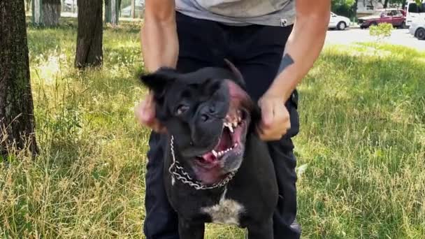 Wner Potrząsa Rękami Głową Dużego Czarnego Psa — Wideo stockowe