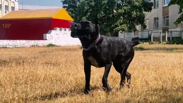 Duży Czarny Pies Biegający Polu — Wideo stockowe