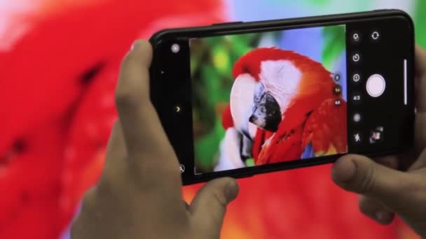 Хлопець Знімає Великого Червоного Папугу Зоопарку Телефону — стокове відео