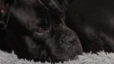 Siyah köpek mal sahibinin yatağında üzgün üzgün yatıyor.