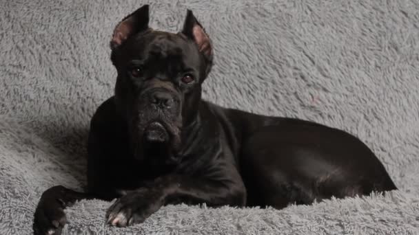 Czarny Duży Pies Cane Corso Leży Łóżku Czarny Pies Szarym — Wideo stockowe