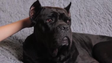 Oğlan eli, büyük siyah bir köpeğin kafasına dokunur ve onu okşar. Siyah büyük köpek Cane Corso yatakta yatıyor. Gri arka planda siyah köpek