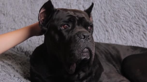 Chłopak Dotyka Pieści Wielkiego Czarnego Psa Głowę Czarny Duży Pies — Wideo stockowe