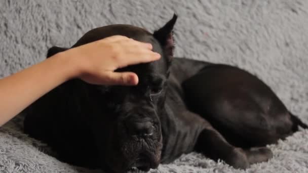 Man Hand Touches Dog Head Owner Petting His Dog Cane — Stock Video