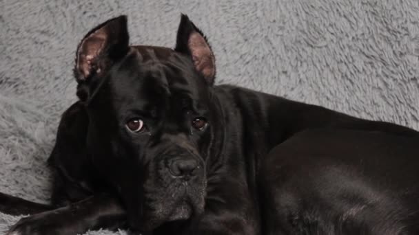 Large Black Beautiful Dog Cane Corso Lies Bed Looks Owner — Stockvideo
