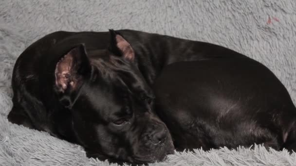 Black Beautiful Big Dog Cane Corso Lies Bed Falls Asleep — Stockvideo