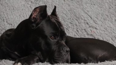 Büyük, siyah, güzel köpek Cane Corso yatakta yatar ve üzgün gözlerle sahibine bakar.
