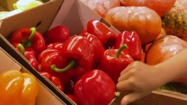 Man in a supermarket chooses with his hands a beautiful red pepper to buy.
