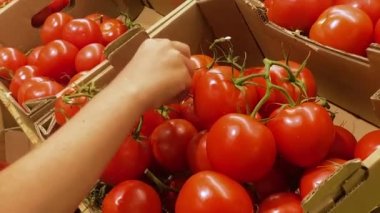 Man in a grocery supermarket buys fresh tomatoes. Red tomatoes in a box