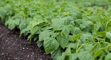 Green Bush Snap Bean, Cupidon -  Phaseolus vulgaris. Perfect variety for market growers and gardeners because the fruit are held high on the plant for easy harvest. 