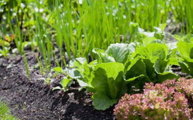 Lettuce plants - lactuca sativa in the vegetable garden - fresh salad leaves are growing on the veggie farm. They are great ingredient of the balanced diet.