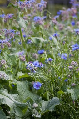 Herbal and medicinal plants  in the country style wild garden blooming in blue -  borage and corn flower.