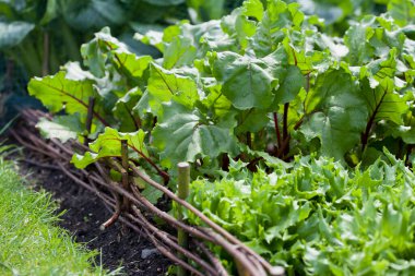 Vegetable garden with many edible plants -  salad leaves like lettuce, beet greens, beetroot are growing in the healthy dark soil.