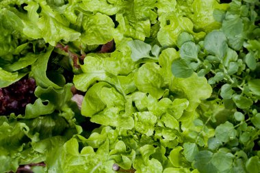 Lettuce plants - lactuca sativa in the vegetable garden - fresh red and green salad leaves are growing on the veggie farm. Many varieties like green oak leaf, bijou, iceberg and salad cress.