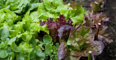 Lettuce plants - lactuca sativa in the vegetable garden - fresh red and green salad leaves are growing on the veggie farm. Many varieties like green oak leaf, bijou, iceberg and salad cress.