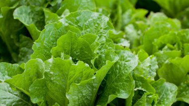Lettuce plants - lactuca sativa 'Crispy Mint' in the vegetable garden - fresh salad leaves are growing on the veggie farm. They are great ingredient of the balanced diet.