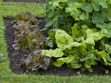 Vegetable garden with many edible plants -  salad leaves like lettuce, beet greens, spinach and broad beans are growing in the healthy dark soil.