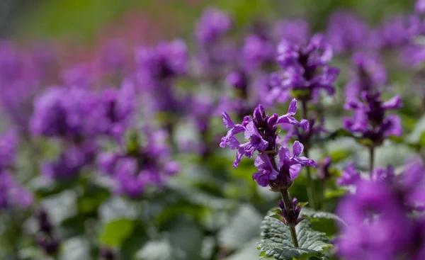 Stachys Macrantha Robusta Violet Flowers Woundwort Medicinal Plant Used Stop — Stock Fotó