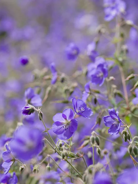 Geranium Brookside Bears Large Deep Blue Flowers Perennial Flower Border — Fotografia de Stock