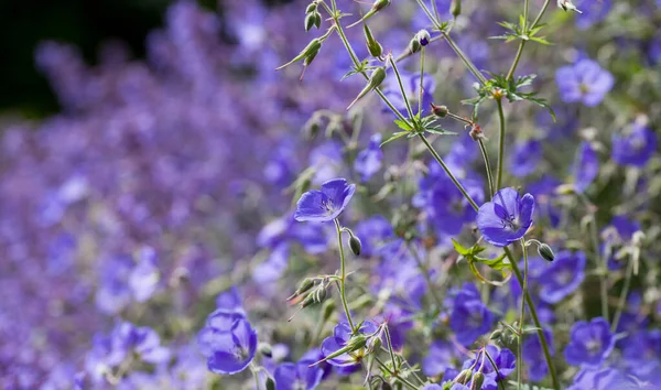 Geranium Brookside Bears Large Deep Blue Flowers Perennial Flower Border — Fotografia de Stock