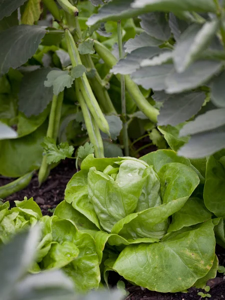 Vegetable Garden Many Edible Plants Salad Leaves Lettuce Beet Greens — Foto Stock