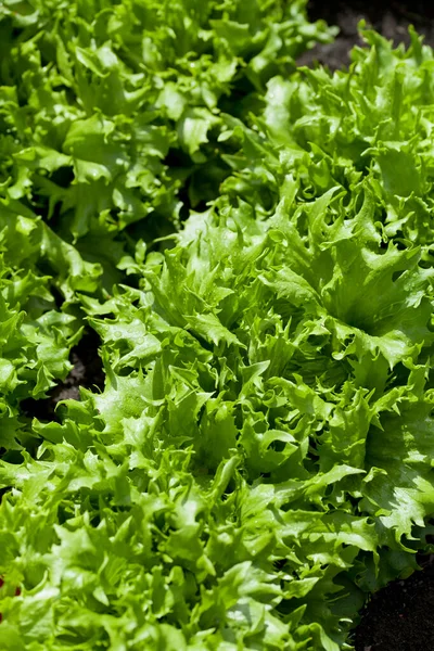 Lettuce Plants Lactuca Sativa Vegetable Garden Fresh Salad Leaves Growing — Foto Stock