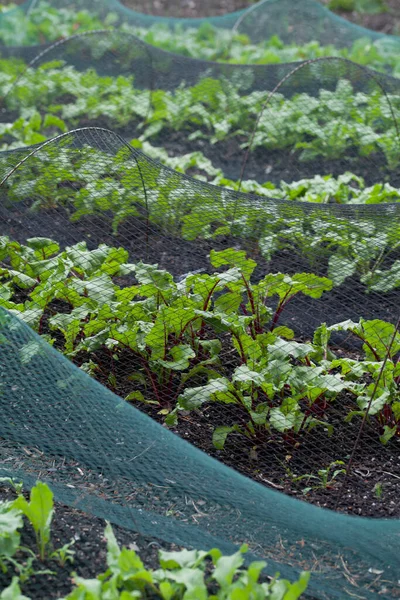 Beetroot Swiss Chard Plants Growin Vegetable Farm Plastic Net Which — Stockfoto