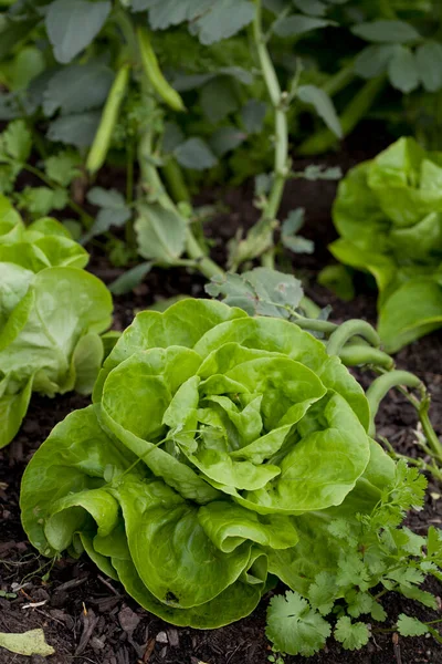 Lettuce Plants Lactuca Sativa Vegetable Garden Fresh Salad Leaves Growing — Foto Stock