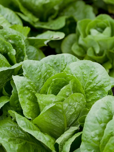 Lettuce Plants Lactuca Sativa Vegetable Garden Fresh Salad Leaves Growing — Foto Stock