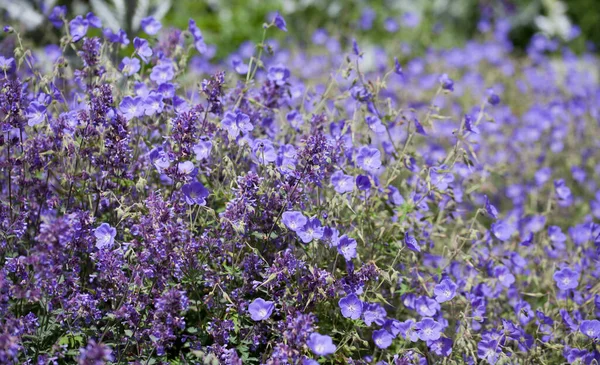 Violette Blüten Auf Dem Feld Schöne Natur Hintergrund lizenzfreie Stockbilder