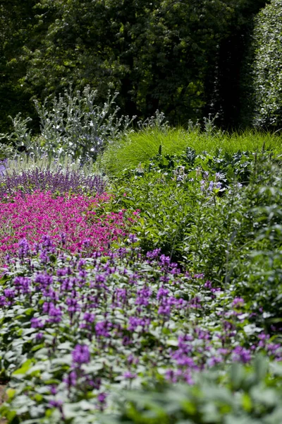 Stachys Macrantha Robusta Фиолетовые Цветы Сусла Лекарственное Растение Используемое Остановки Лицензионные Стоковые Фото