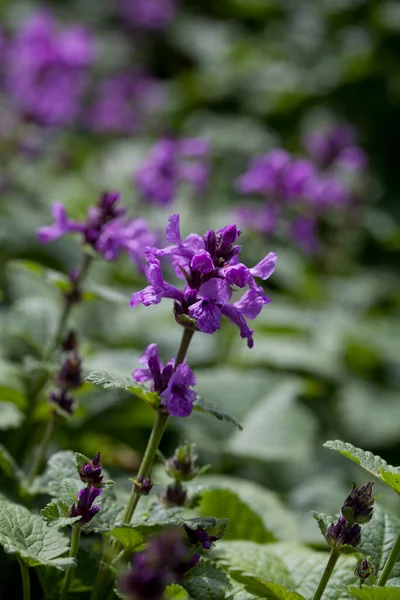 Stachys Macrantha Robusta Violet Flowers Woundwort Medicinal Plant Used Stop lizenzfreie Stockbilder