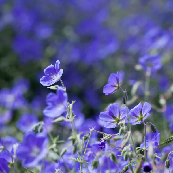 Geranium Brookside Bears Large Deep Blue Flowers Perennial Flower Border lizenzfreie Stockbilder