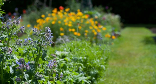 Herbal Medicinal Plants Country Style Wild Garden Many Beutiful Plants lizenzfreie Stockfotos