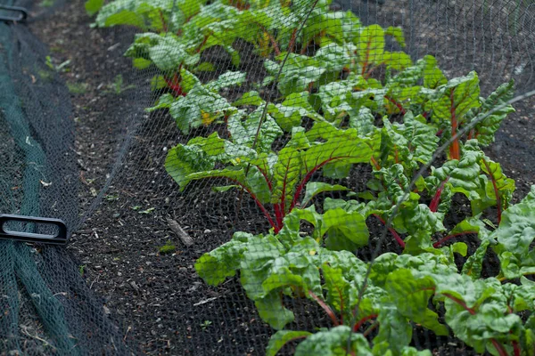Beetroot Swiss Chard Plants Growin Vegetable Farm Plastic Net Which Stockbild