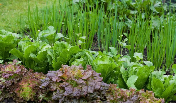 Vegetable Garden Many Edible Plants Salad Leaves Lettuce Beet Greens Stockbild