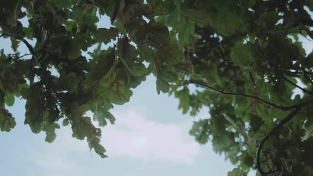 Close-up wind sways branches with oak leaves, blue sky on the background. — Stockvideo