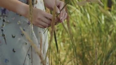Close-up female hands touching wheat grains. Woman collects spikelets. Happy woman in love in wheat field.