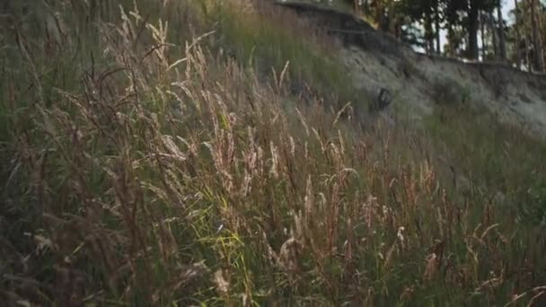 Natur im Hintergrund. Wunderschönes wildes Feld mit Stacheln, die sich im Wind wiegen. Stacheln reifenden Getreidegrases flattern im Wind. — Stockvideo