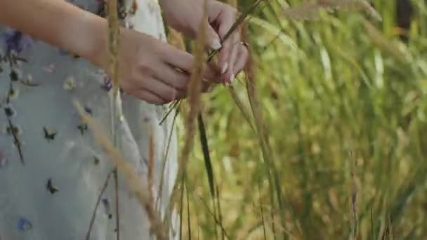 Primer plano manos femeninas tocando granos de trigo. La mujer recoge espiguillas. Mujer feliz enamorada en el campo de trigo. — Vídeos de Stock