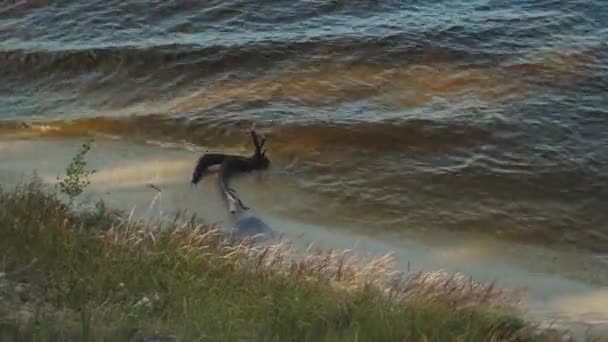 大きな川の岸。小さな波が砂浜を洗う。ウクライナの自然 — ストック動画
